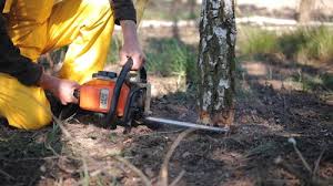 Reliable Mount Vernon, KY Tree Care Solutions