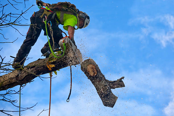 How Our Tree Care Process Works  in  Mount Vernon, KY